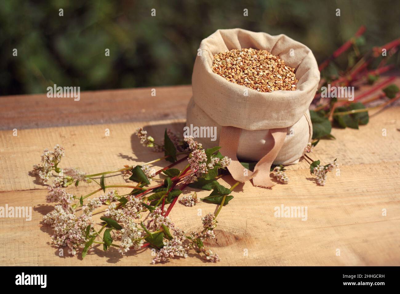 Sarrasin - sac avec grains, épis de grain Banque D'Images