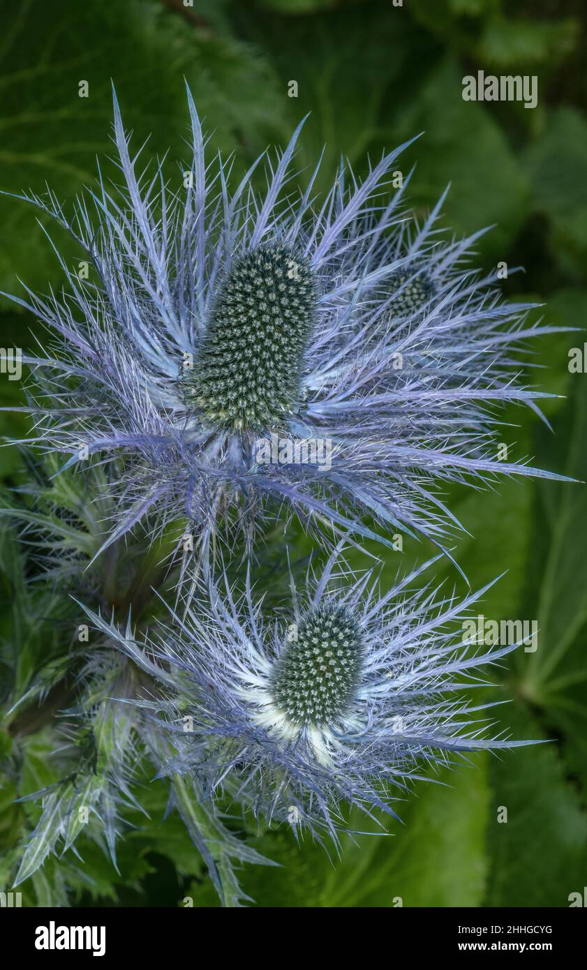 Reine des Alpes, Eryngium alpinum, en fleur dans les Alpes italiennes. Banque D'Images