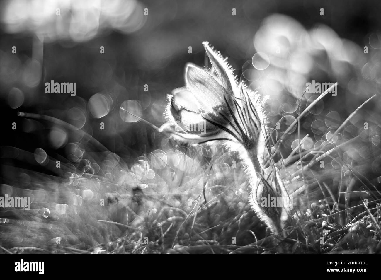 Pasque fleurit sur le champ de printemps.Photo Pulsatilla grandis avec beau bokeh. Banque D'Images