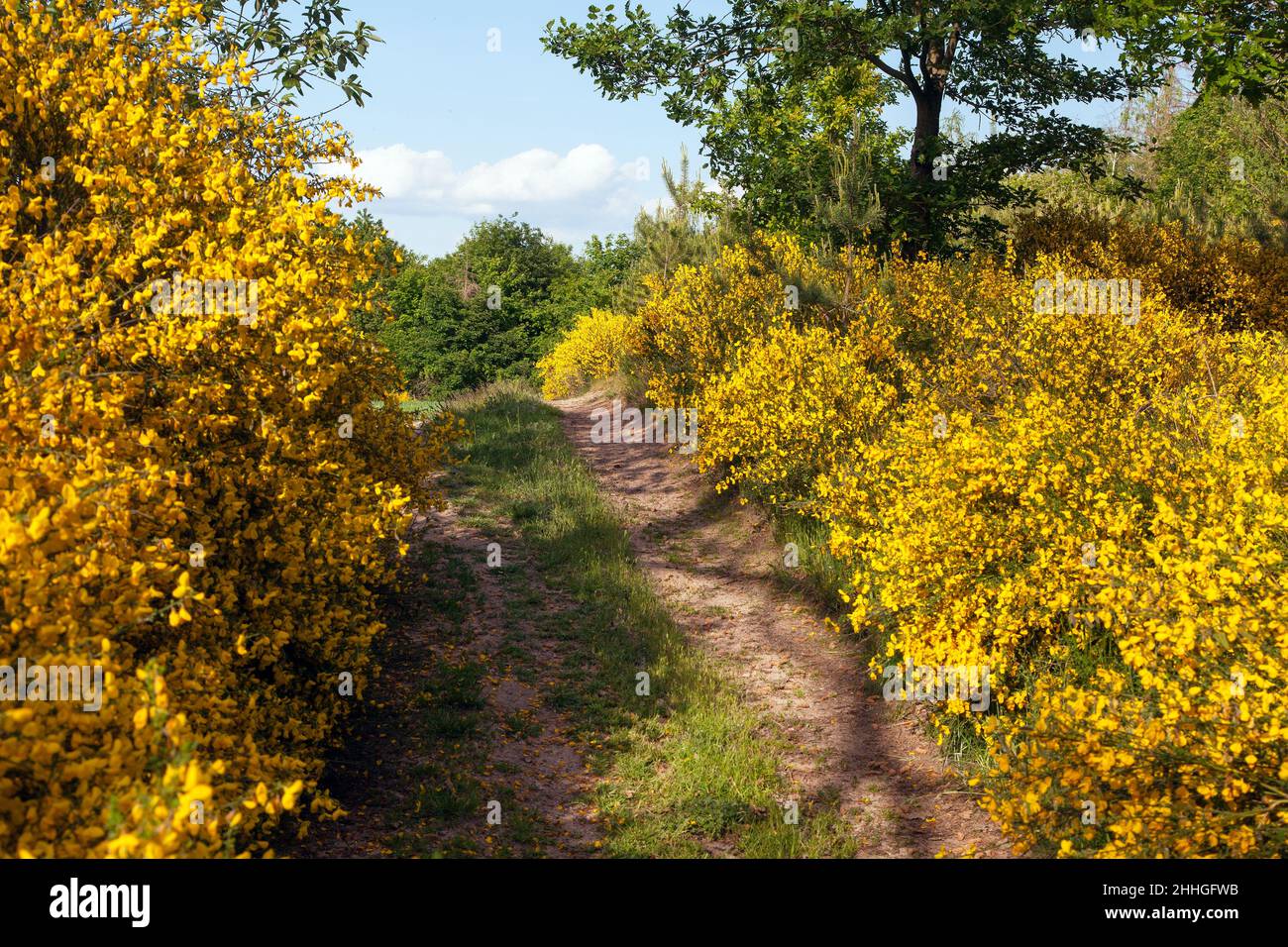 Cytisus scoparius, le balai commun ou Scotch balai jaune floraison dans le temps de floraison et la route de terre, Bohême et Moravian Highland, République tchèque Banque D'Images