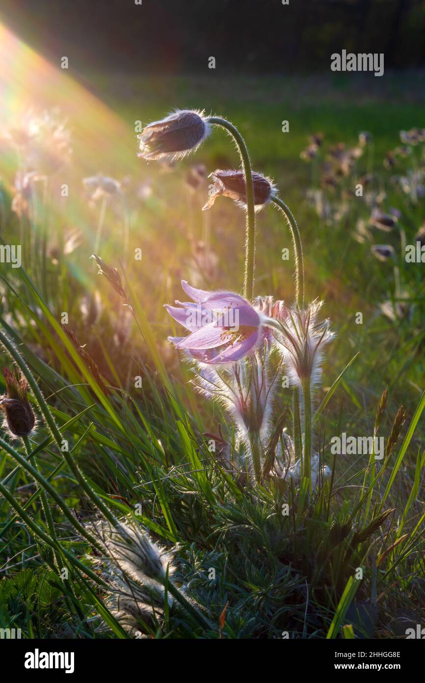 Printemps fleur colorée dans la prairie passerine à grandes fleurs - Pulsatilla grandis.La photo a un beau bokeh. Banque D'Images