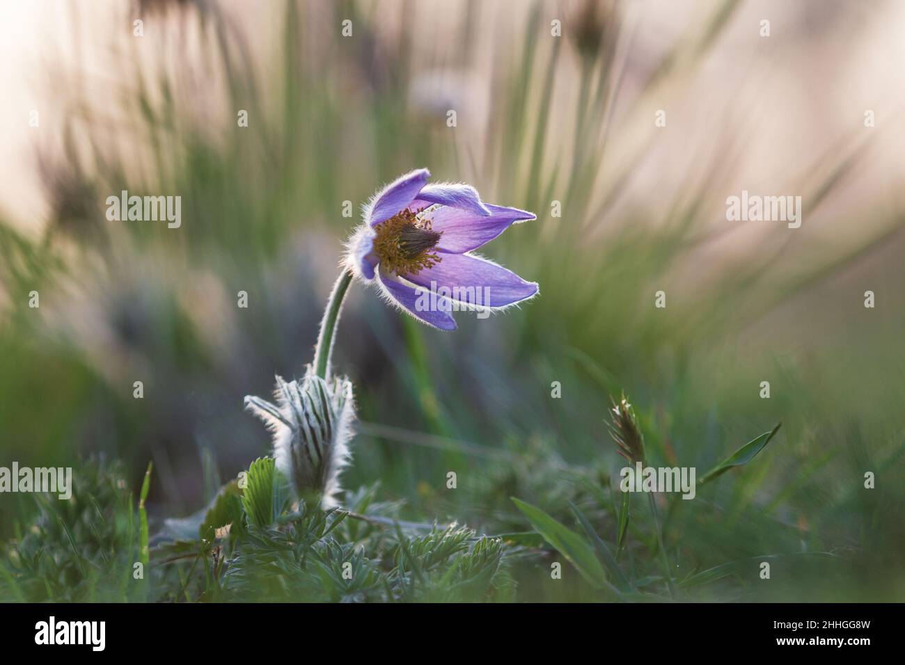 Printemps fleur colorée dans la prairie passerine à grandes fleurs - Pulsatilla grandis.La photo a un beau bokeh. Banque D'Images