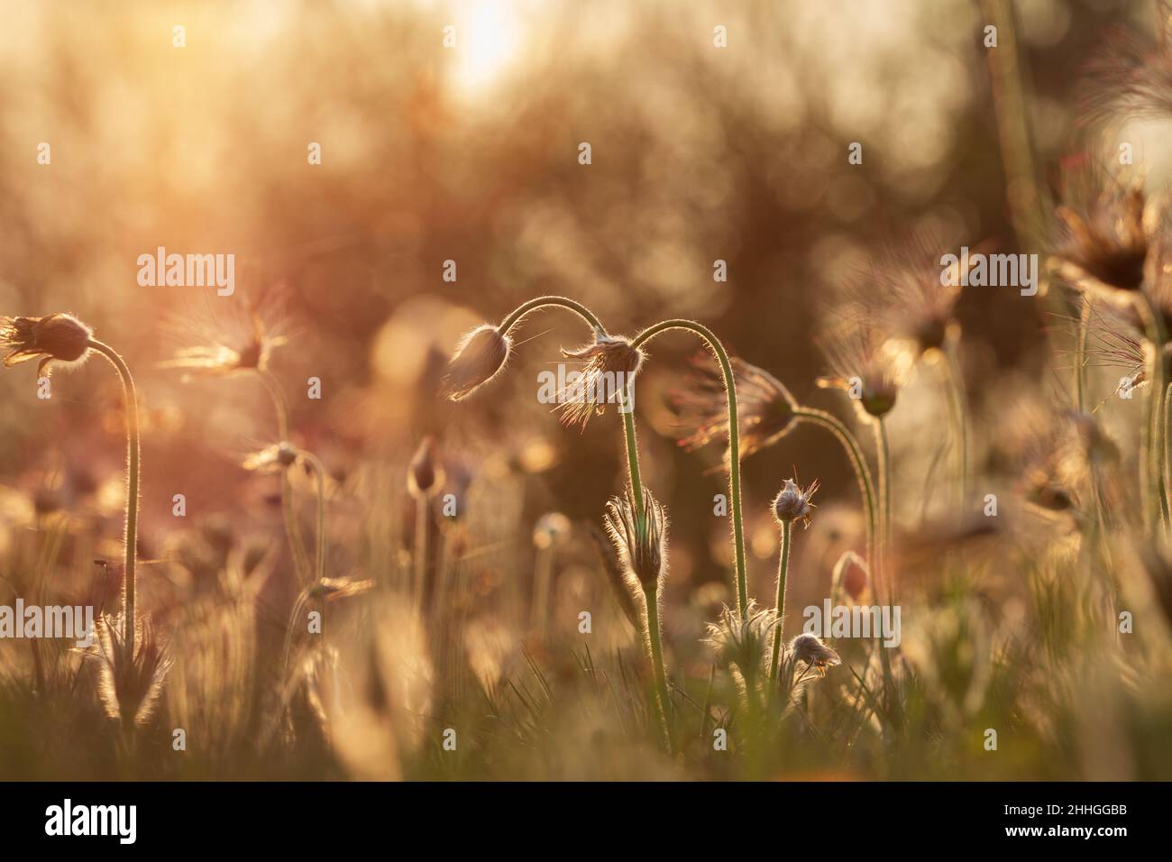 Printemps fleur colorée dans la prairie passerine à grandes fleurs - Pulsatilla grandis.La photo a un beau bokeh. Banque D'Images