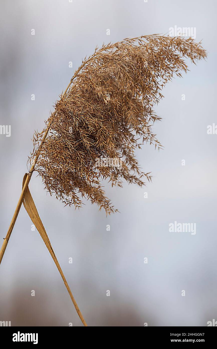 Bouquet d'herbe fleurie sur une lame.L'arrière-plan est un ciel nuageux. Banque D'Images