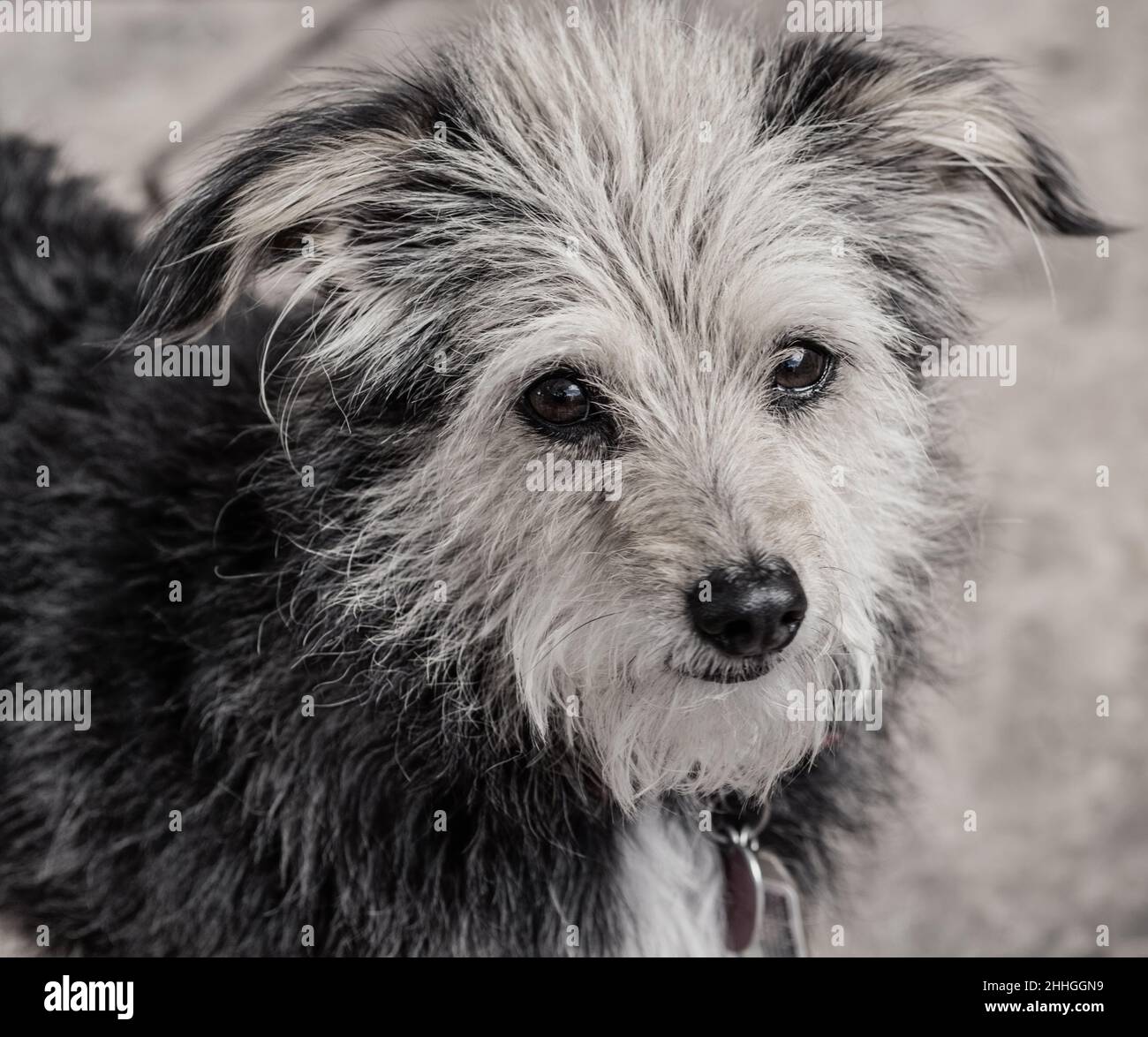 Gros plan sur le visage du chien Terrier boueux. Banque D'Images