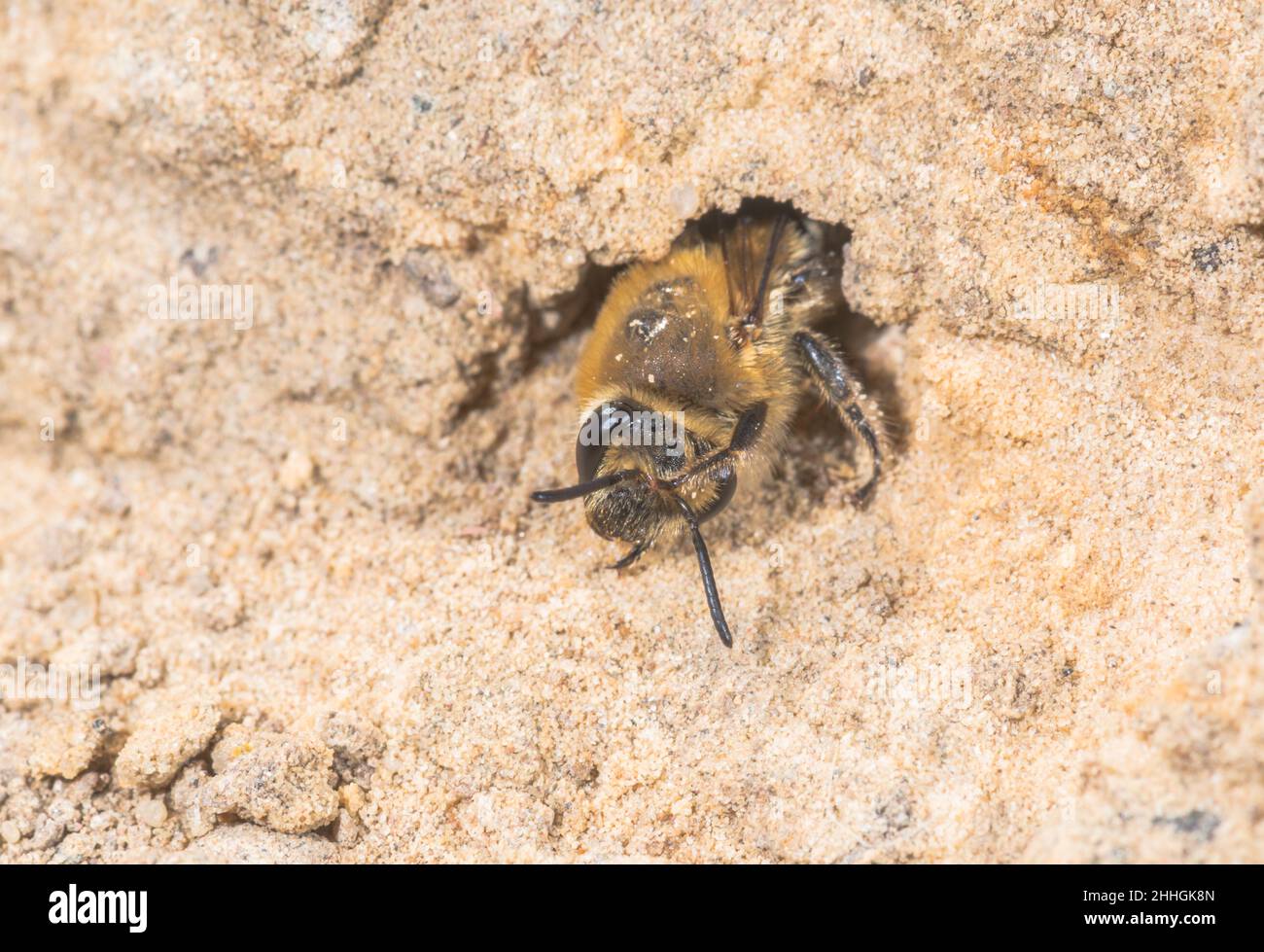 Femelle Mining Bee (Colletes succinctus) se nettoyant à l'entrée de Nest Burrow, Apidae.Sussex, Royaume-Uni Banque D'Images