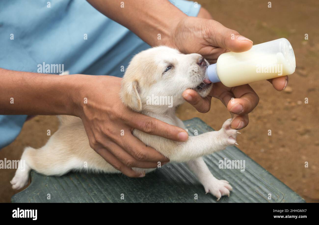nourrir un chiot nouveau-né avec de la formule pour chiot à partir d'un  biberon, vue rapprochée du lait de suce petit chiot en plein air Photo  Stock - Alamy