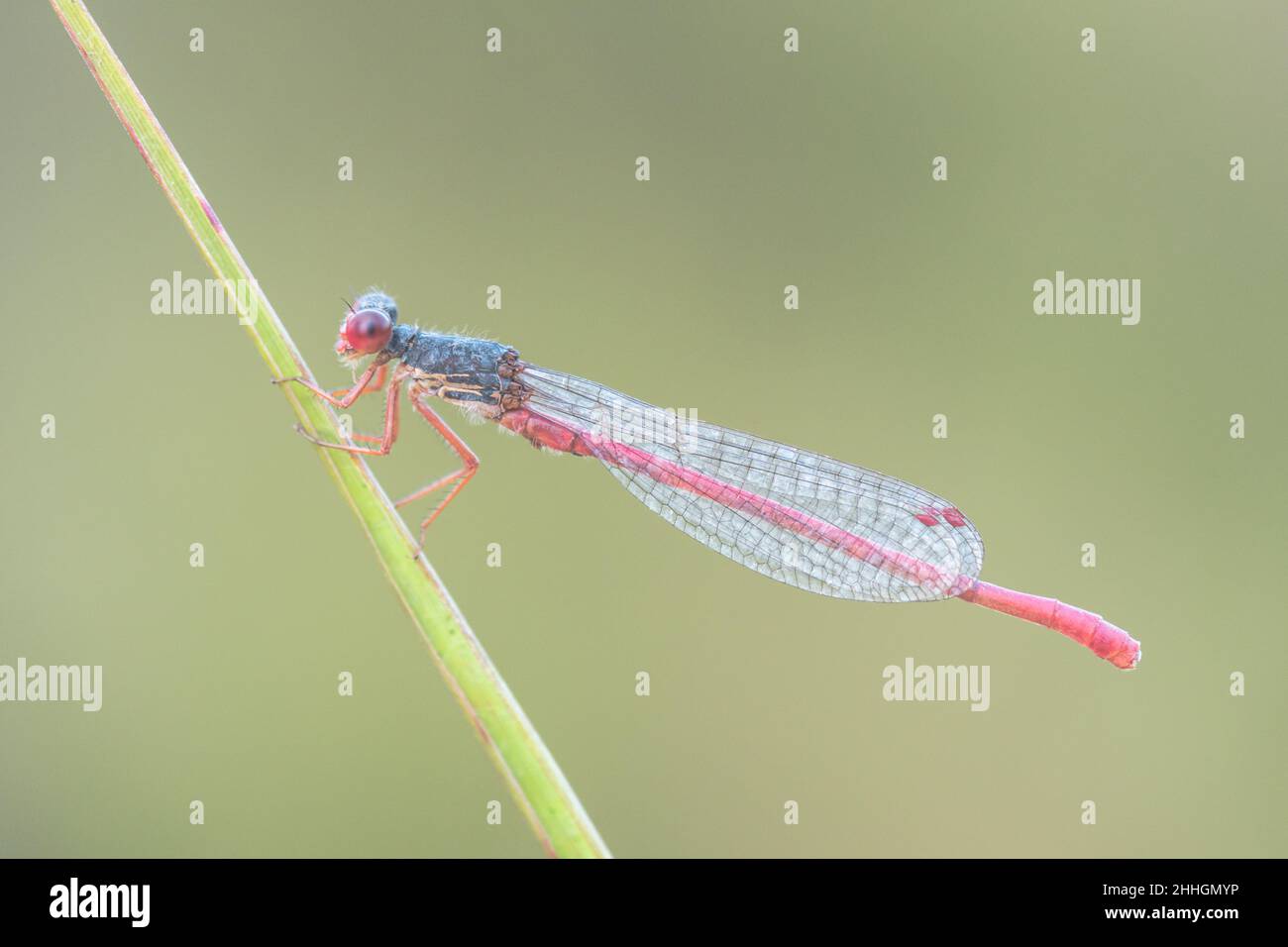 Petit mâle de Damselfly rouge (Ceriagrion tenellum), Coenagrionidae.Sussex, Royaume-Uni Banque D'Images