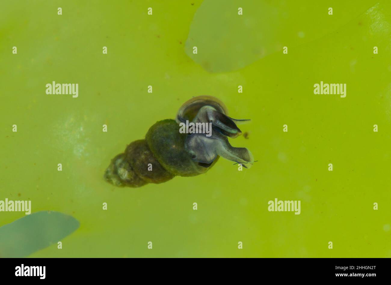 Escargot vivant (Ecrobia ventrosa) dans l'eau saumâtre, Hydrobiidae.Sussex Royaume-Uni Banque D'Images