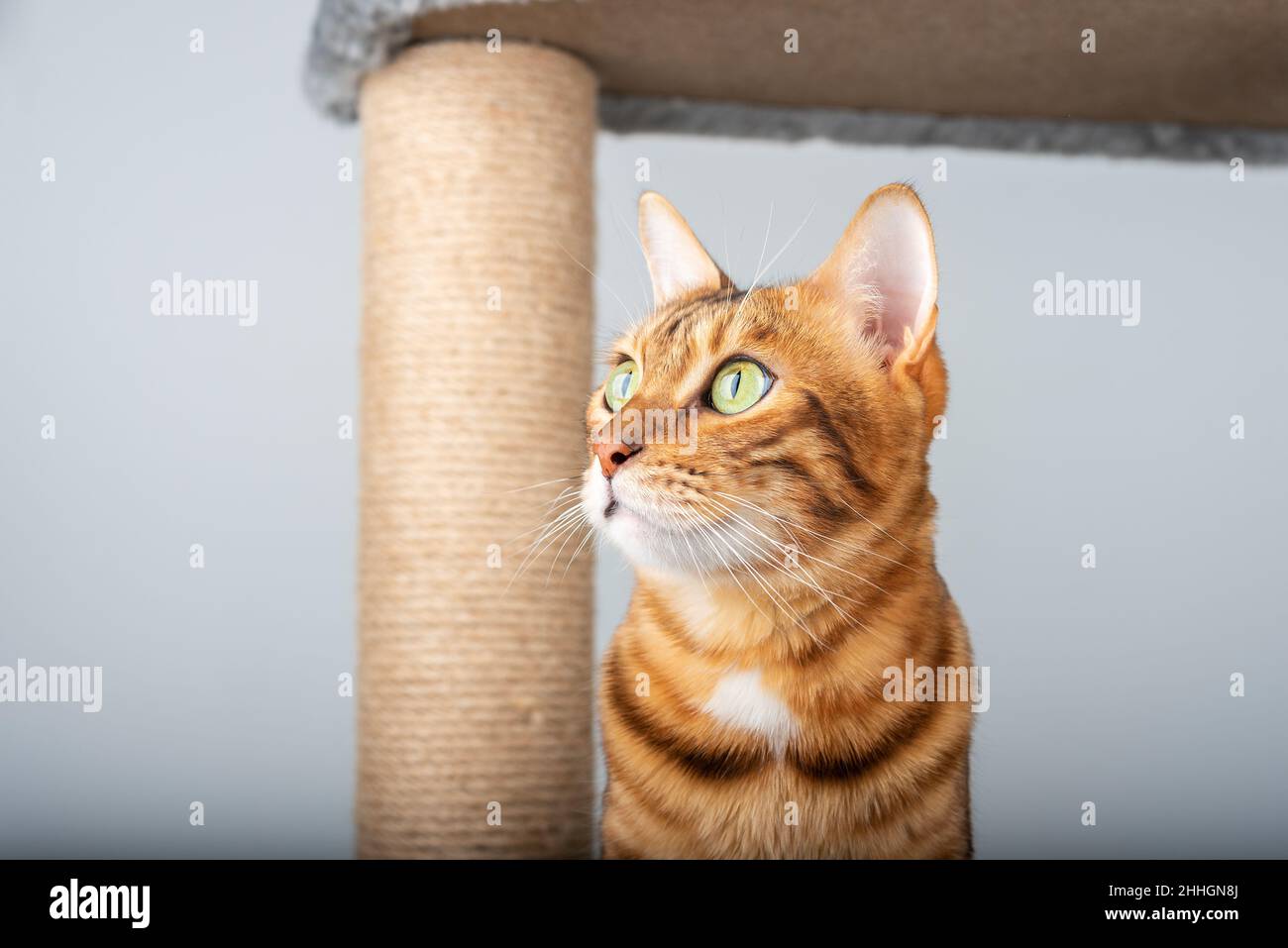 Le museau d'un chat Bengale contre le fond d'un poteau de griffure dans la pièce. Banque D'Images