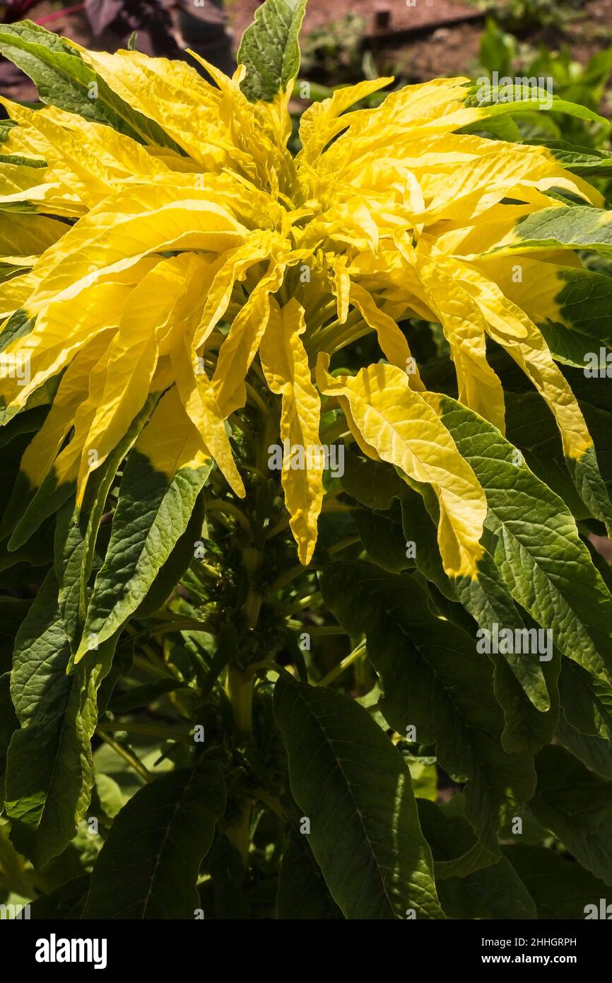Brassica chinensis rapa 'asiatique Delight' - Bok Choy en été. Banque D'Images