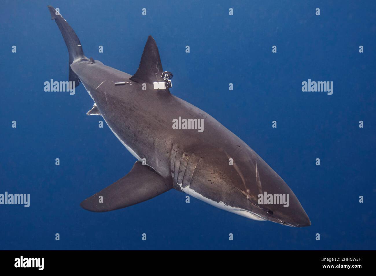 Mexique, île de Guadalupe, Grand requin blanc en mer Banque D'Images