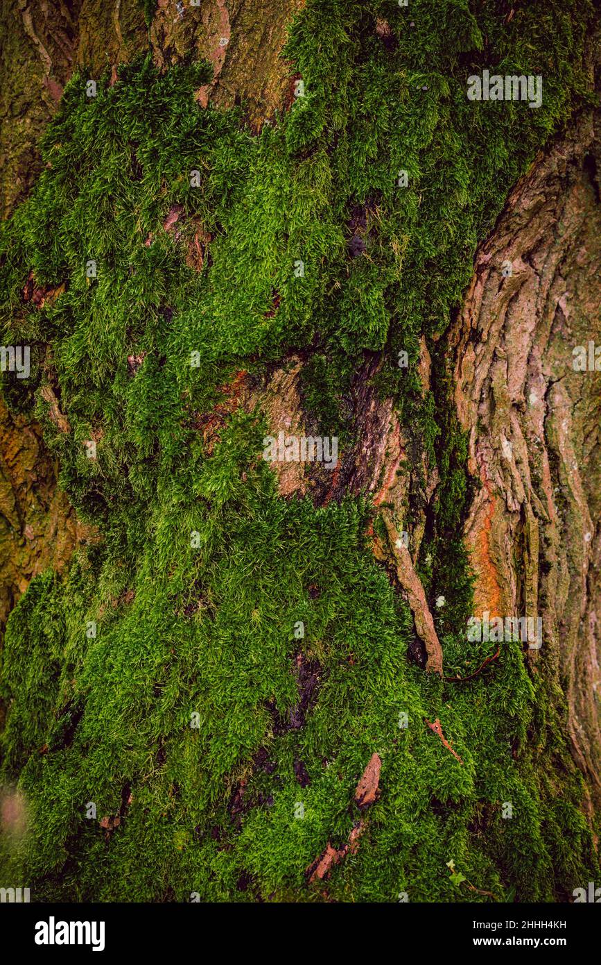 Texture de mousse verte sur l'arbre Banque D'Images