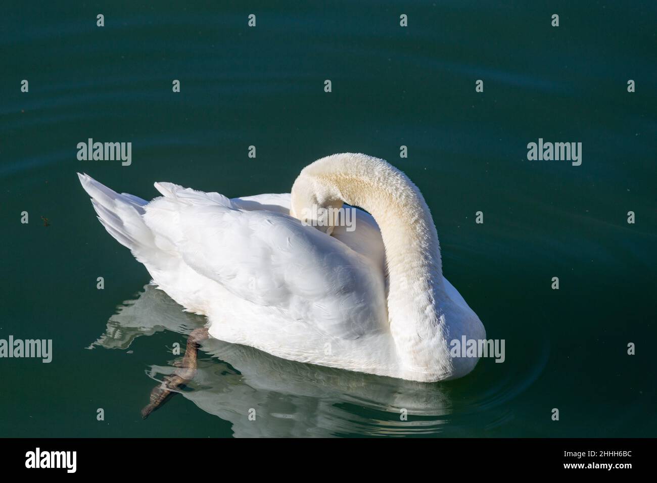 Grand beau cygne blanc sur l'eau Banque D'Images