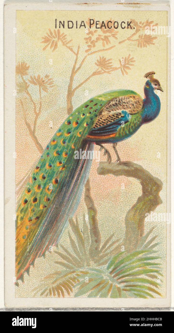 India Peacock, de la série Birds of the Tropics (N5) pour Allen & Ginter cigarettes Brands 1889 émis par Allen & Ginter American Trade Cards de la série Birds of the Tropics (N5), émis en 1889 dans une série de 50 cartes pour promouvoir les cigarettes Allen & Ginter.India Peacock, de la série Birds of the Tropics (N5) pour Allen & Ginter cigarettes Brands 406851 Banque D'Images