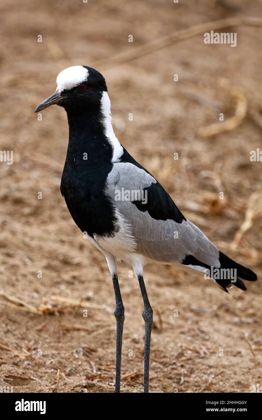Changeron Oiseau Noir Gris Blanc Jambes Longues Faune Vanellus changeron-oiseau-noir-gris-blanc-jambes-longues-faune-vanellus