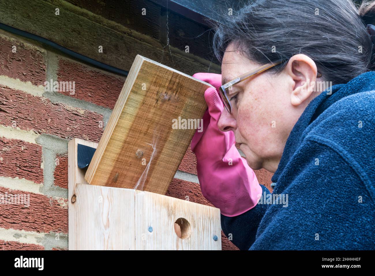 Femme se préparant à nettoyer une boîte de nid prête à l'emploi au printemps prochain. Banque D'Images