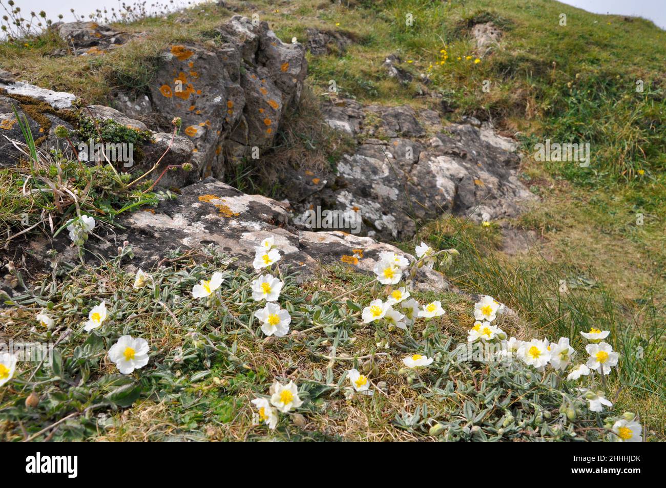Roche blanche sauvage- rosiers'Helianthemum apenninum'croissant en abondance sur Brean Down, Somerset Banque D'Images