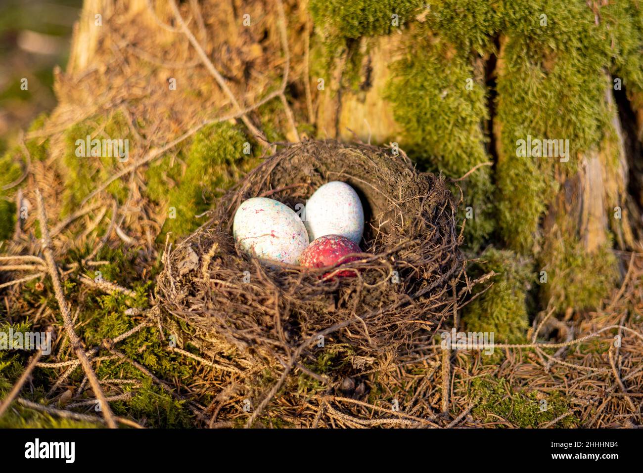 Nest mit Eiern im Wald Banque D'Images