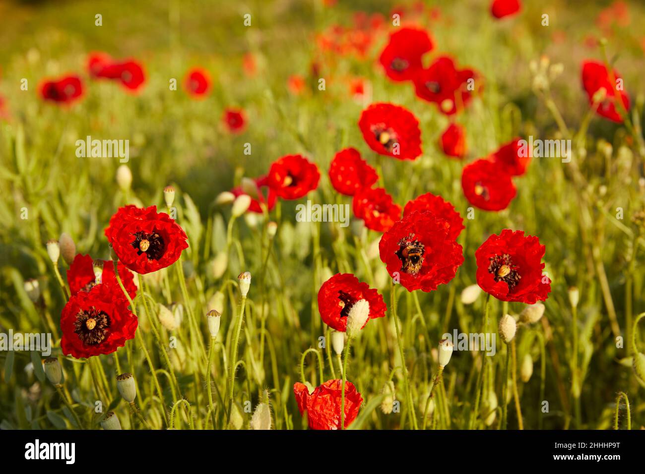 champ de coquelicots rouges en fleur Banque D'Images