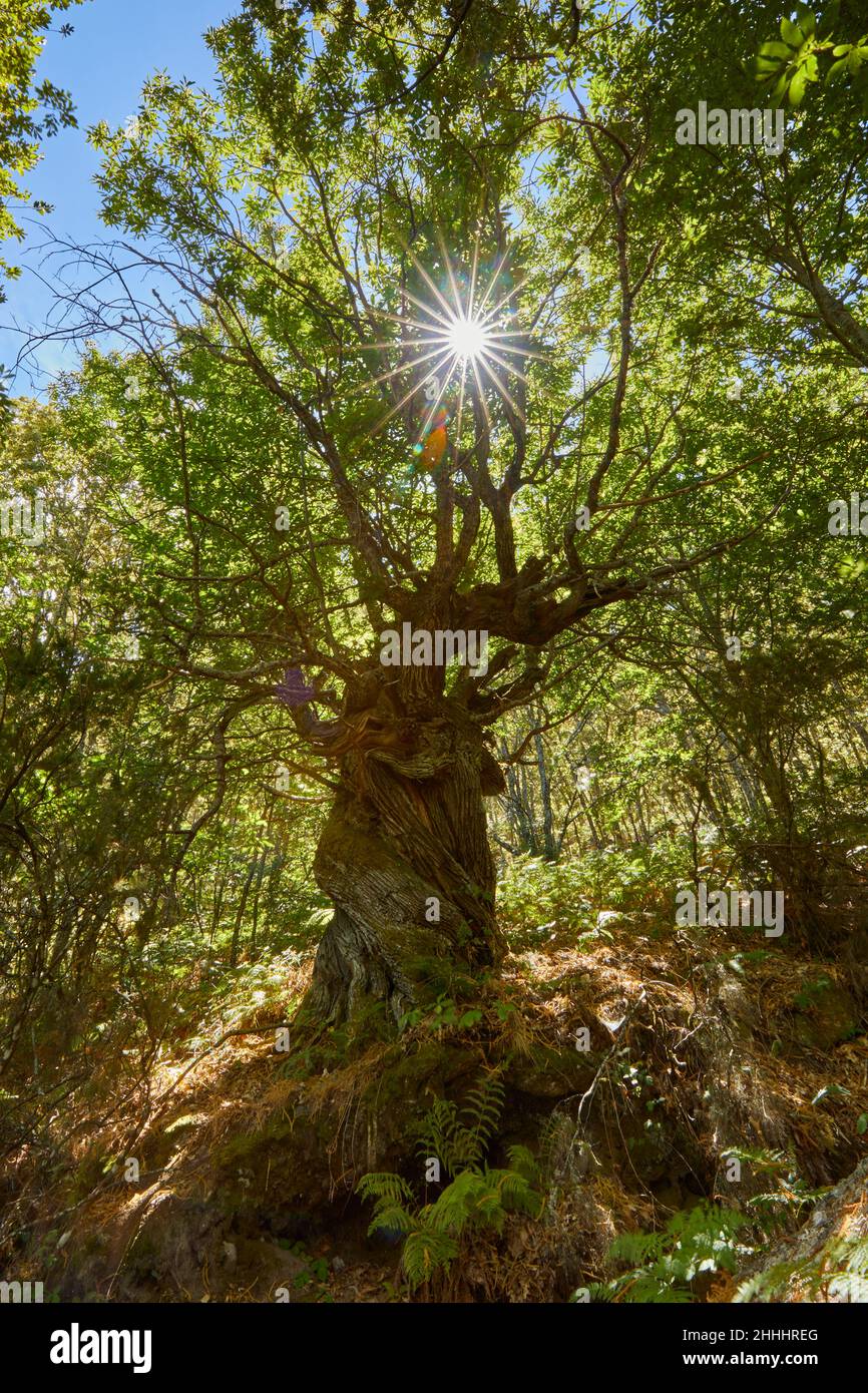 châtaignes anciennes dans une forêt Banque D'Images