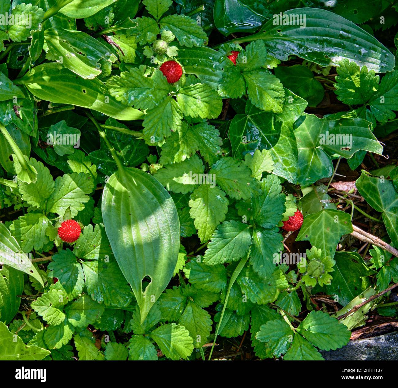 La Virginie, une fraise sauvage, commune ou de montagne, est une fraise nord-américaine qui pousse dans une grande partie des États-Unis et du sud du Canada. Banque D'Images