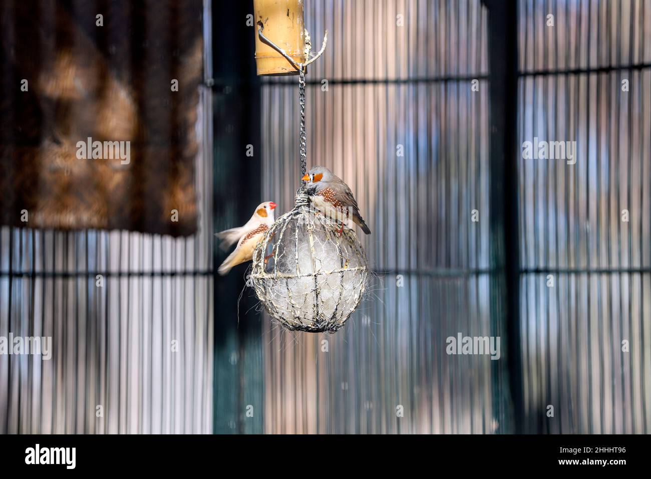 finch zébré australien domestiqué, Taeniopygia castaanotis, Pajarera, cage à oiseaux, jardin de l'île, Aranjuez, Madrid, Espagne Banque D'Images
