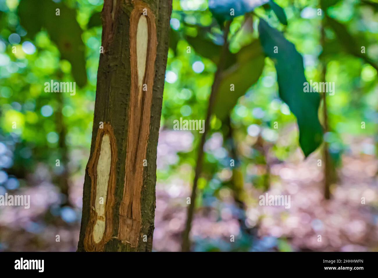 Tronc d'arbre de cannelle avec écorce coupée dans la forêt tropicale, Zanzibar, Tanzanie Banque D'Images