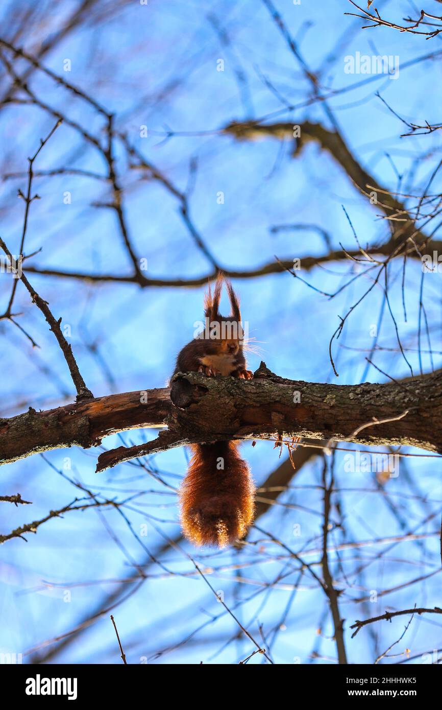 L'écureuil roux ou écureuil rouge eurasien (Sciurus vulgaris) , jardin de l'île, Jardín de la Isla , Aranjuez, Madrid, Espagne Banque D'Images