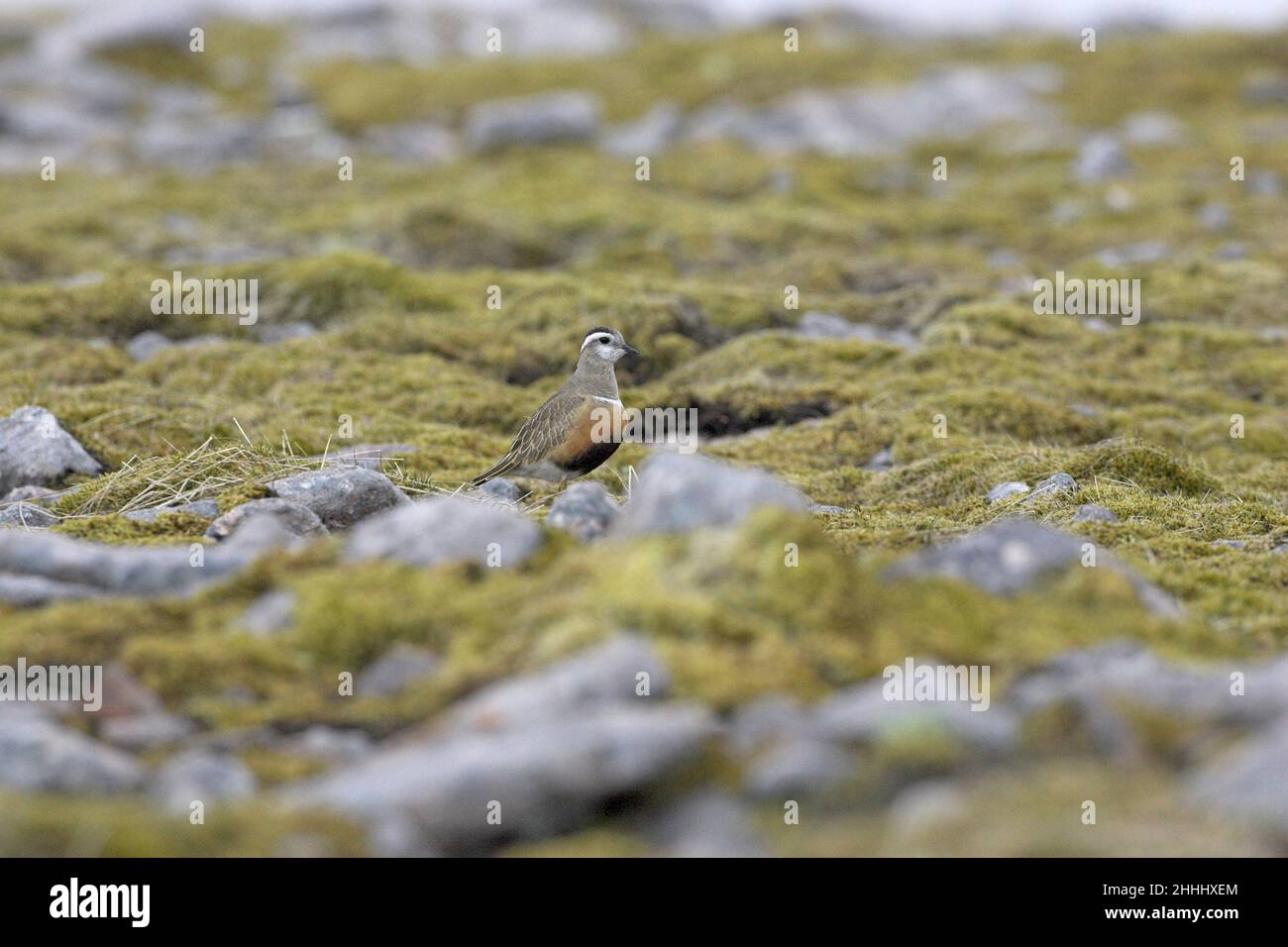 La dotterel eurasien Charadrius morinellus femelle marchant sur la toundra mossy - comme la végétation, Carn Ban Mor, Parc national de Cairngorms, Écosse Banque D'Images