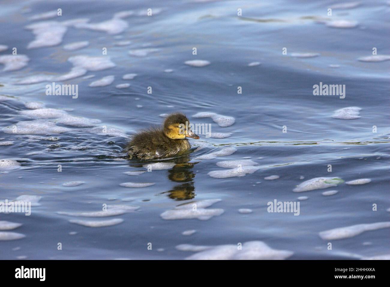 Canard d'Arlequin Histrionicus histrionicus caneton, Laxa River, Islande juillet 2009 Banque D'Images