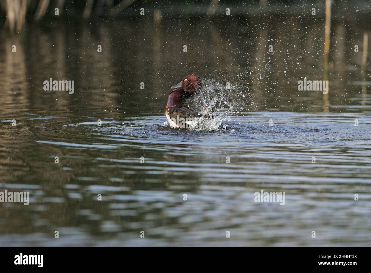 Canard ferrugineux Aythya nyroca adulte homme baignade dans la piscine près de Tiszaalpar Hongrie Banque D'Images