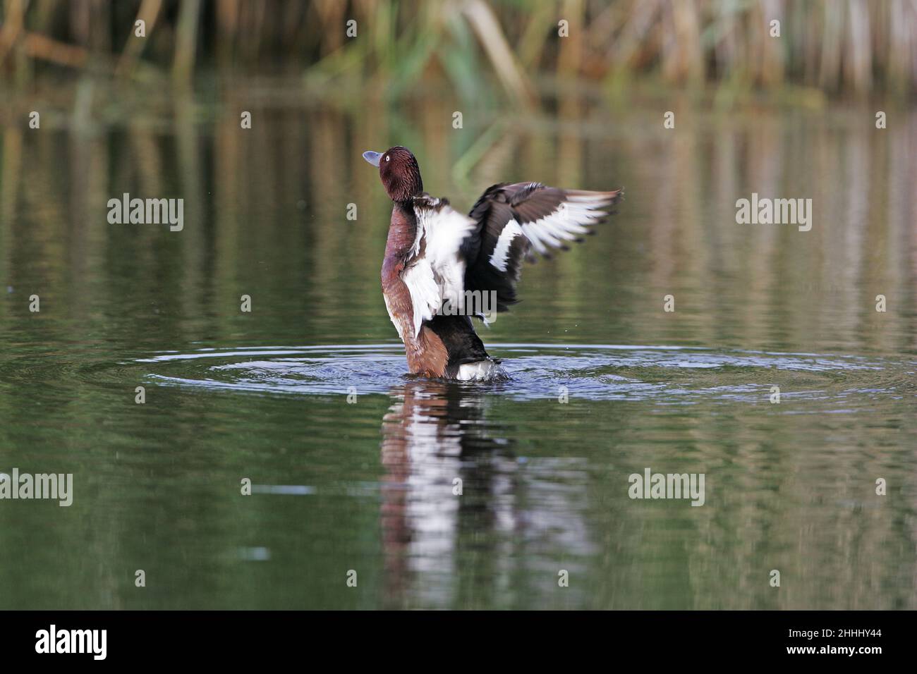 Canard ferrugineux Aythya nyroca aile mâle flopping après avoir baigné dans la piscine près de Tiszaalpar Hongrie Banque D'Images