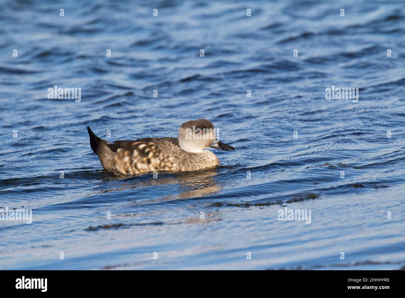 Canard à crête Lophonetta spécularioides spécularioides nageant en mer, îles Falkland Banque D'Images