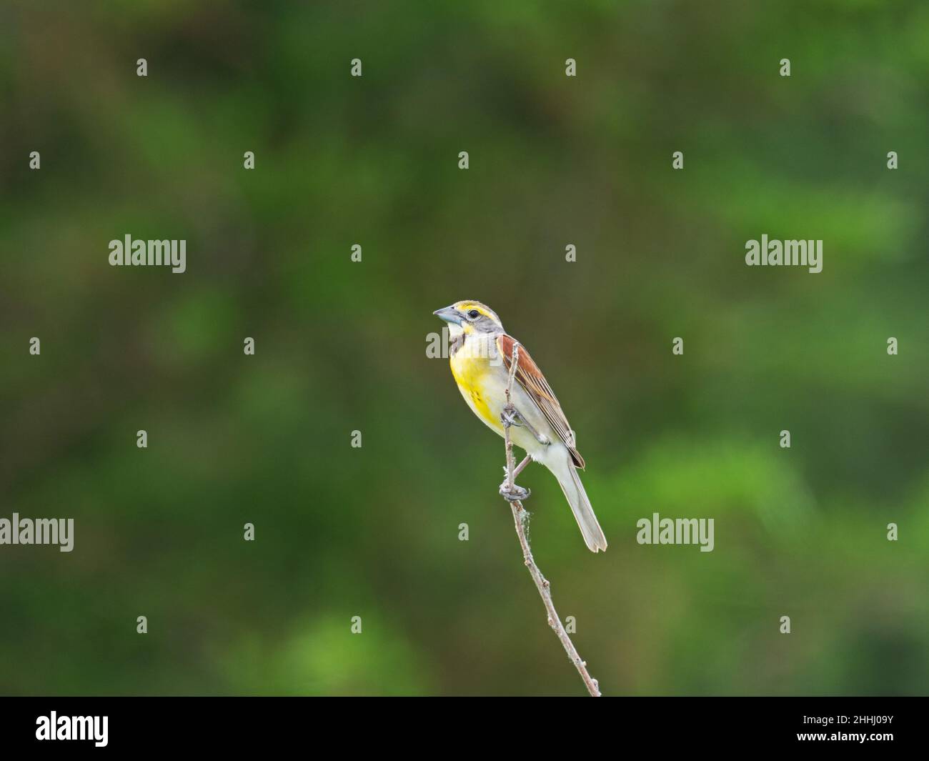 Dickcissel Spiza americana mâle au sommet d'une branche morte, de SotoNational Wildlife refuge, Iowa, États-Unis, juillet 2019 Banque D'Images