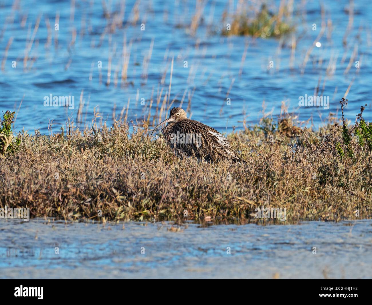 Le coursier eurasien Numenius arquata parmi la végétation, Mount Lake, Keyhaven Marshes, Hampshire, Angleterre,Royaume-Uni, décembre 2020 Banque D'Images