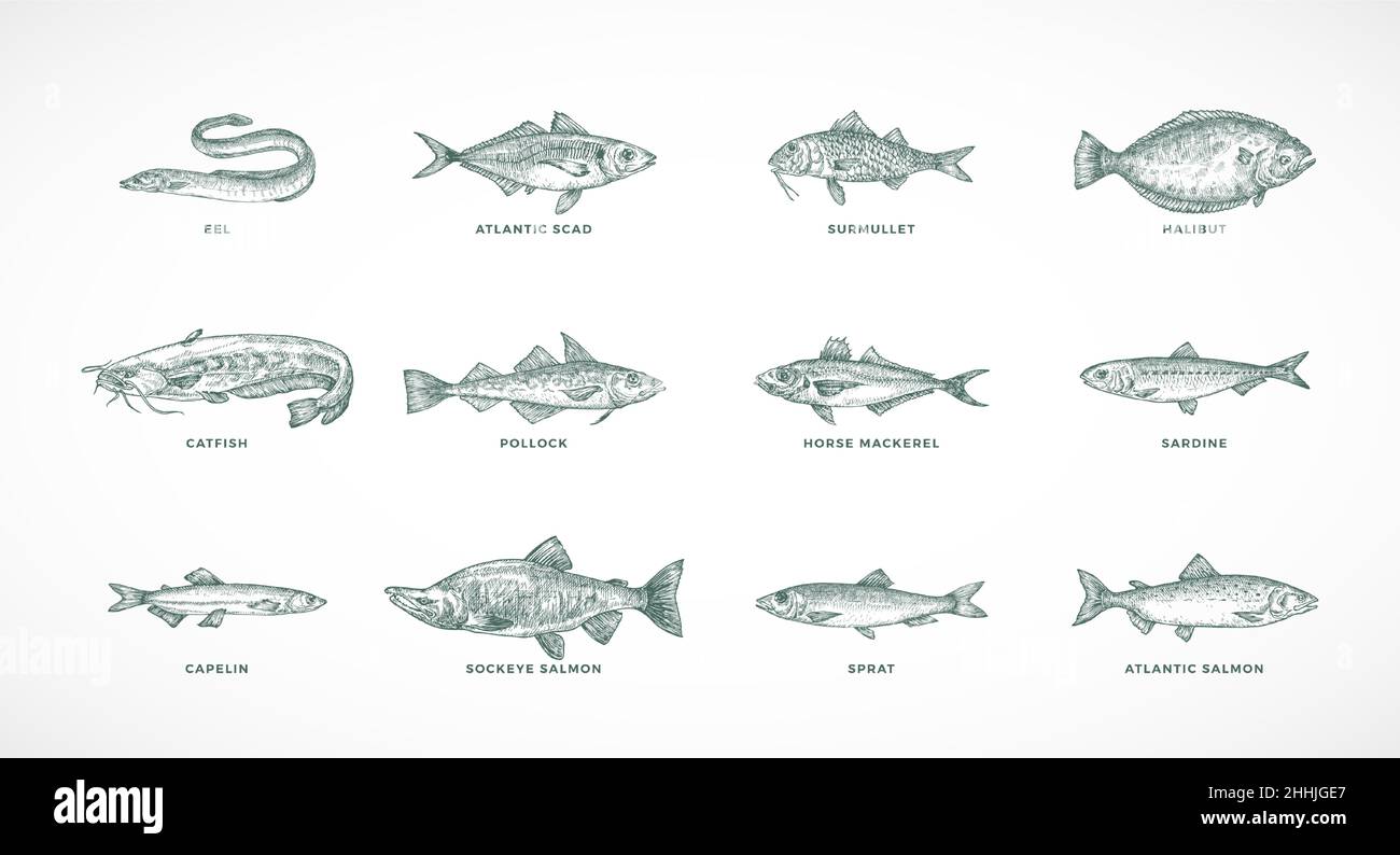 Ensemble d'illustrations vectorielles représentant des espèces de poissons de mer et de rivière dessinées à la main.Collection de Salmons Pollock, Halibut, sprat, Catfish Sketch Silhouettes isolées Illustration de Vecteur