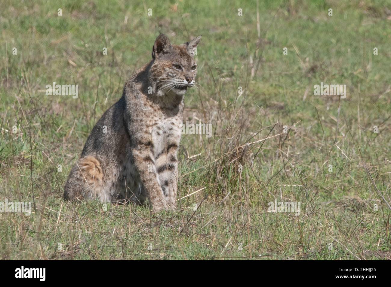 Un lynx roux sauvage (lynx rufus) se trouve sur une colline dans la nature sauvage de la Californie. Banque D'Images