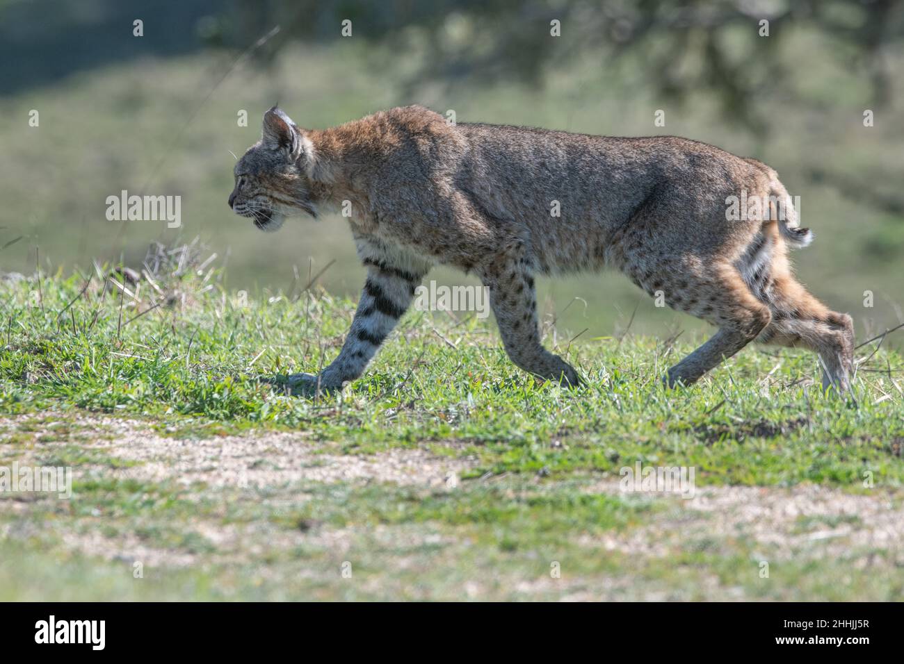 Un lynx roux sauvage (Lynx rufus) traverse un champ dans la nature sauvage de la Californie. Banque D'Images