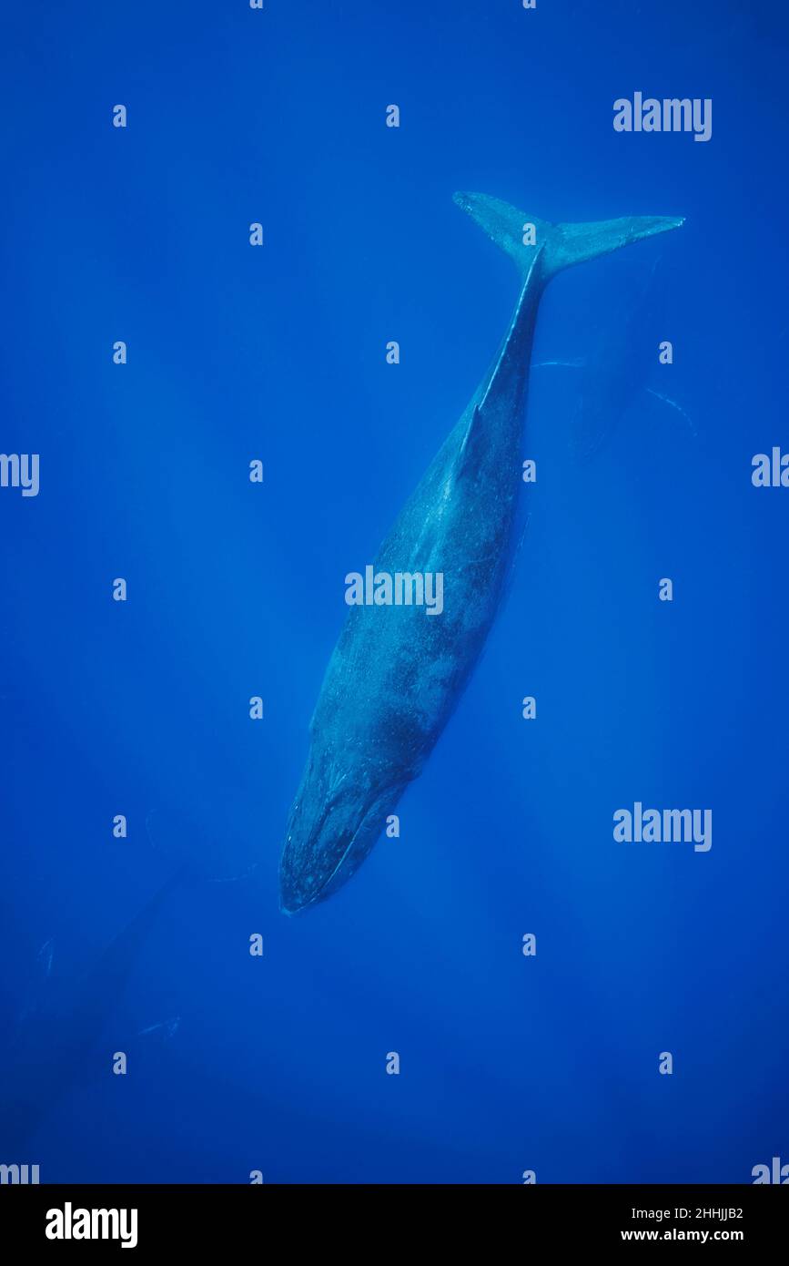 Les baleines à bosse, Megaptera novaeangliae, sous-marin, Hawaii. Banque D'Images