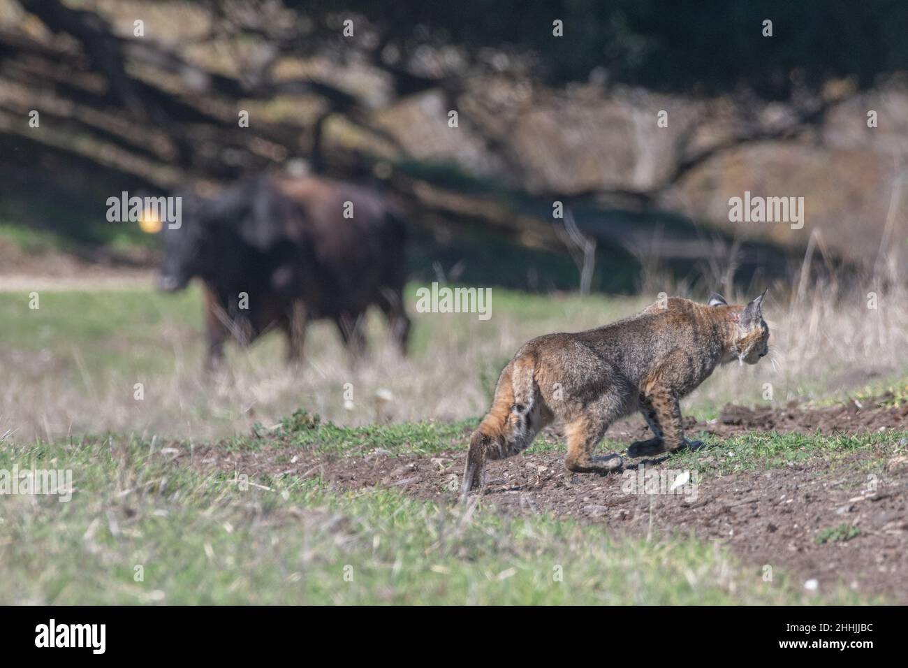 Un lynx roux (Lynx rufus) se promette devant une vache qui tombe en arrière-plan, les 2 partagent un habitat et interagissent rarement en Californie, aux États-Unis. Banque D'Images