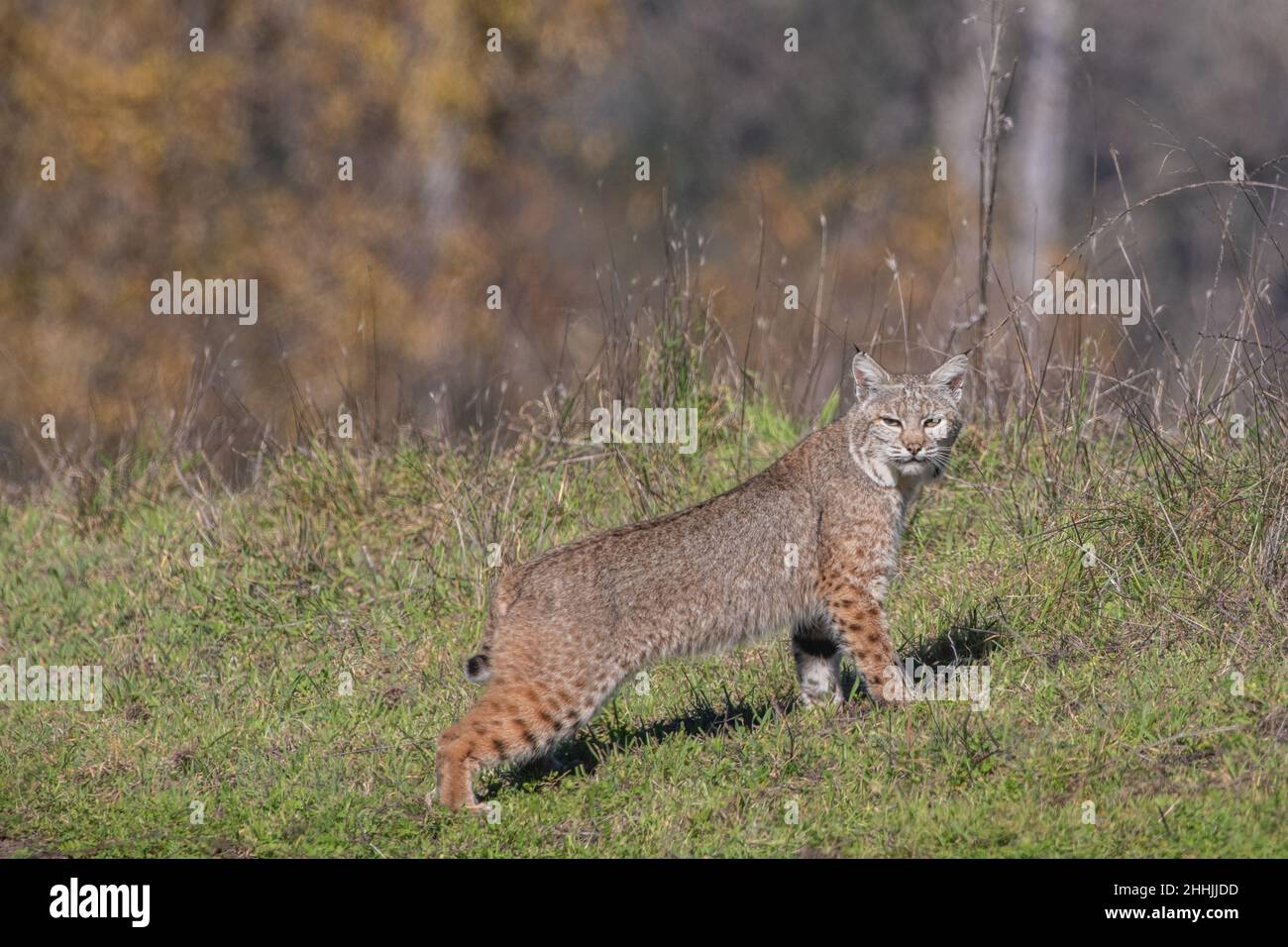 Un lynx roux sauvage (Lynx rufus), une jeune femelle, traverse une prairie dans la nature sauvage de la Californie. Banque D'Images