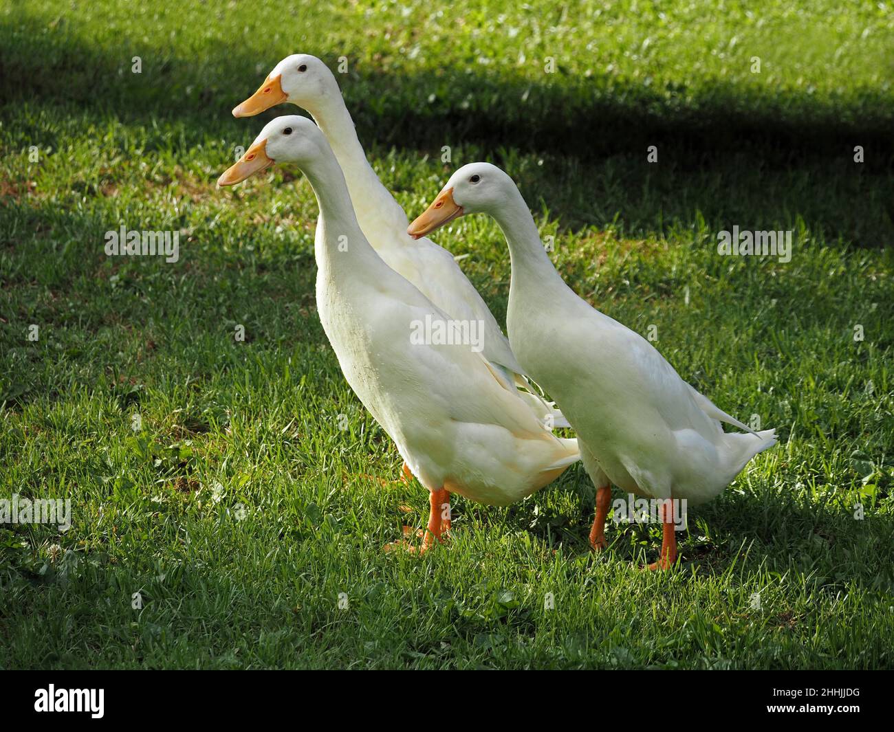 Trois canards domestiques blancs (Aras platyrhynchos domesticus) avec des becs jaunes et des yeux noirs dans une ferme de Cumbria, Angleterre, Royaume-Uni Banque D'Images