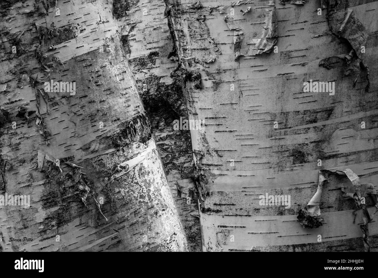 trois bouleaux de suite Banque D'Images