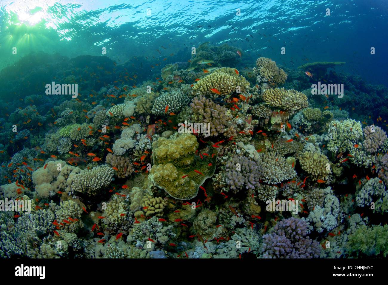 Shoal de poissons orange exotiques colorés nageant dans les récifs coralliens de la mer Rouge bleue Banque D'Images