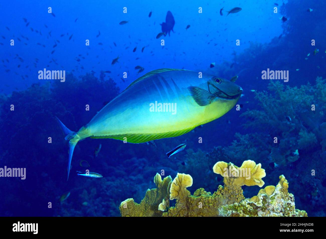 Unique Naso hexacanthus poissons nageant près du corail et de diverses plantes dans l'eau bleu clair de mer rouge avec l'école de poisson Banque D'Images