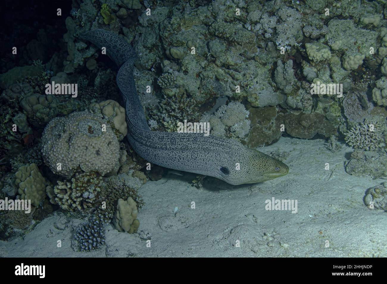 Muraena gris sauvage avec des taches noires et une longue queue nageant près des coraux rocheux dans la mer rouge claire profonde avec fond sablonneux Banque D'Images