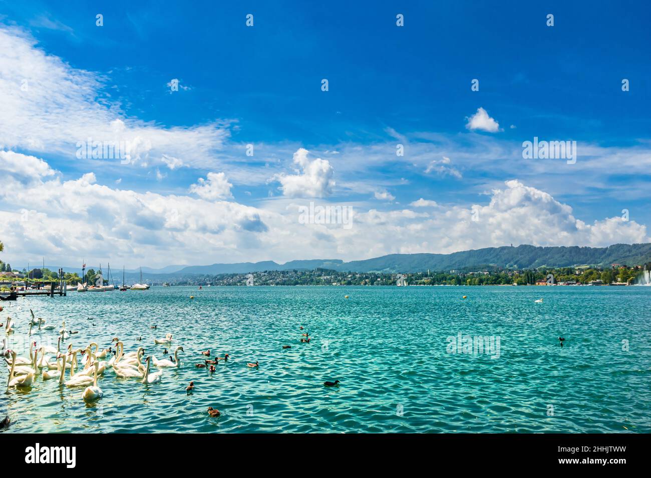 Swans nageant au lac de Zurich en été. Banque D'Images