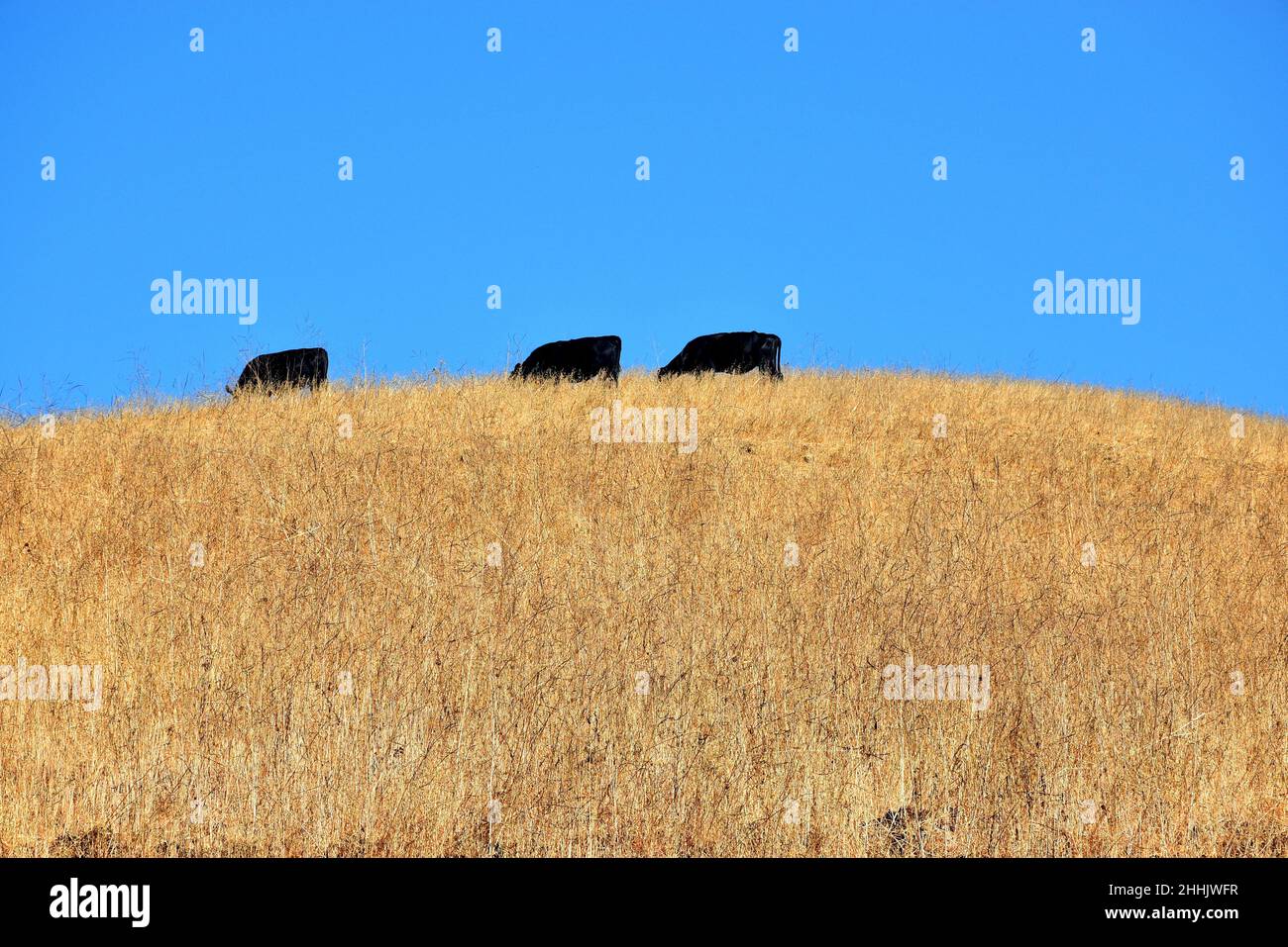 3 vaches noires manger au sommet d'une colline avec de l'herbe sèche contre un ciel bleu Banque D'Images