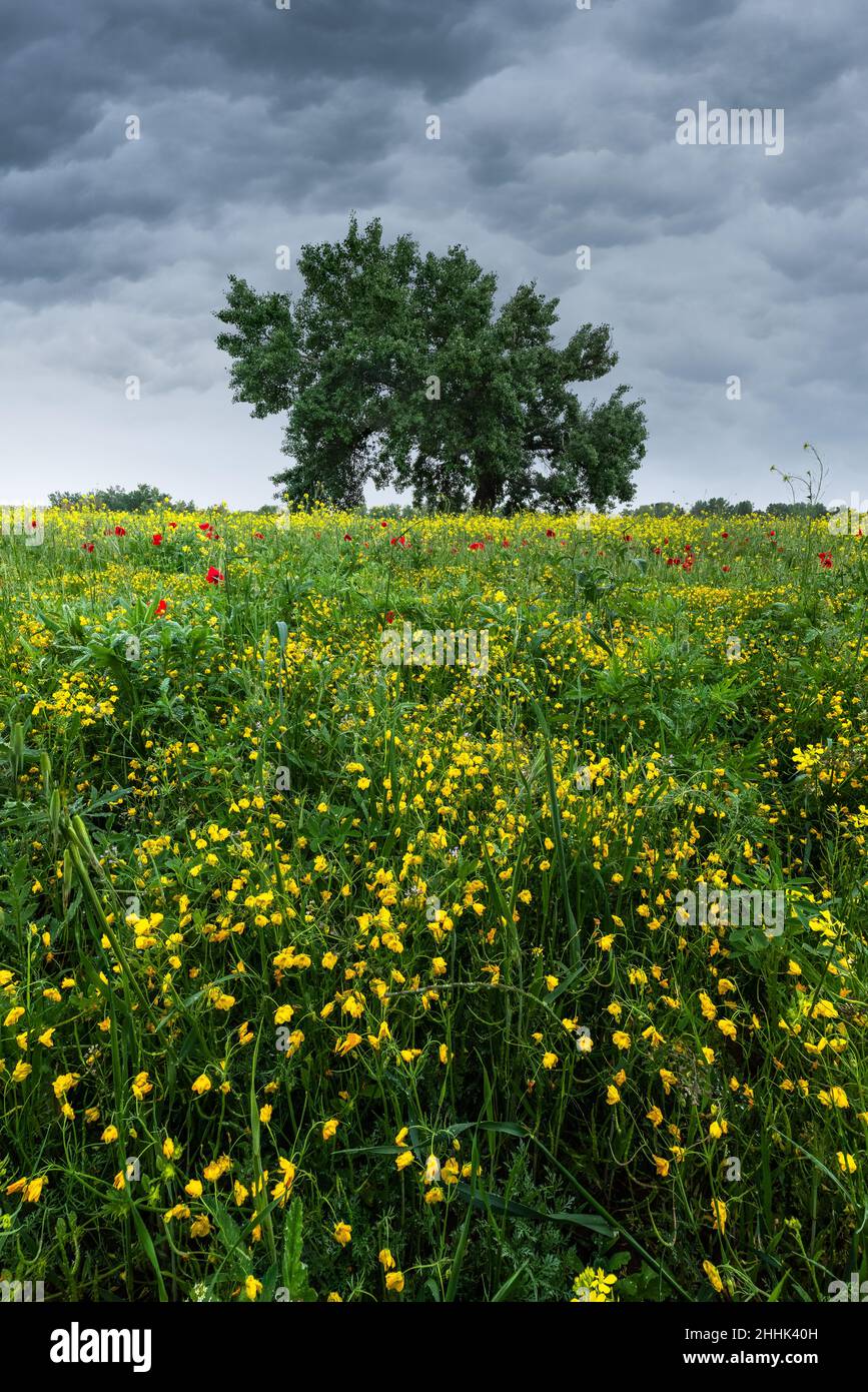 Buttercup et coquelicots fleuris croissant dans un vaste champ herbacé en campagne au printemps sous un ciel sombre et nuageux Banque D'Images